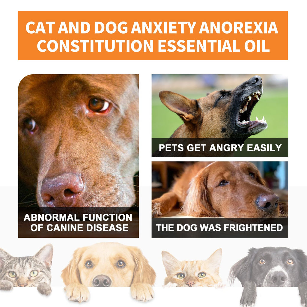 Pet Cat And Dog Diet Care To Enhance Physical Fitness And Nutritional Supplements